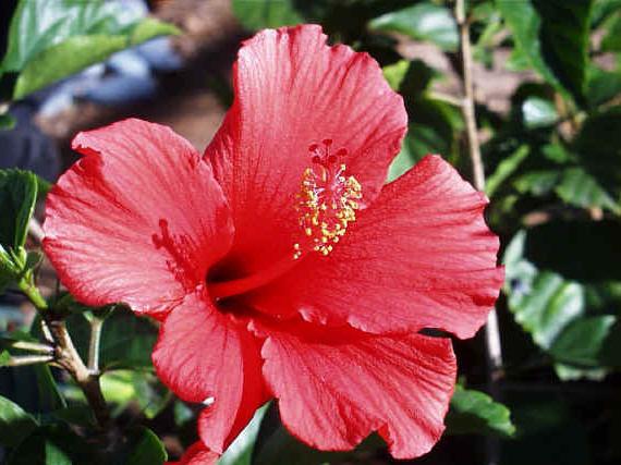 Chinese flower death flower