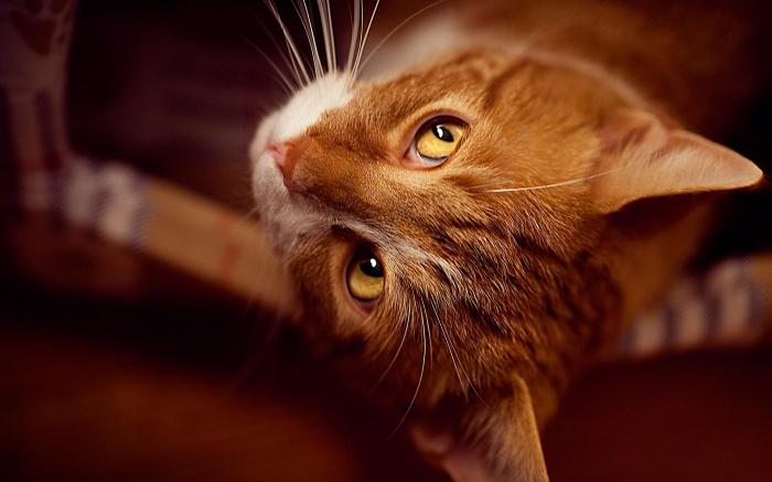 Affectionate and evil red cats: why dream? What do they predict?