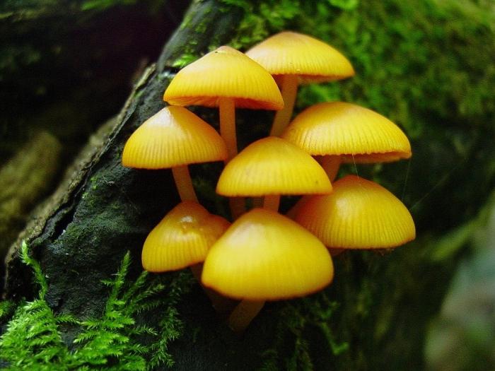 A dream interpretation: to see the mushrooms in a dream - to what?
