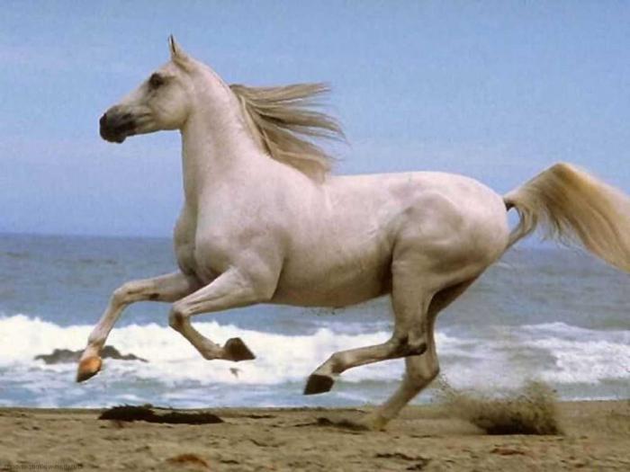Dream Interpretation: why does a horse dream?