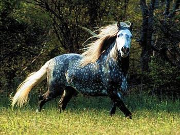 Dream: what does a horse or horse dream about