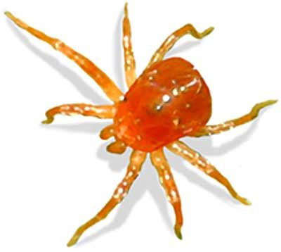 Dream Interpretation: What is the dream of ticks?