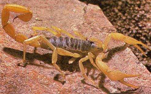 Dream Interpretation: What Scorpions Are Dreaming About