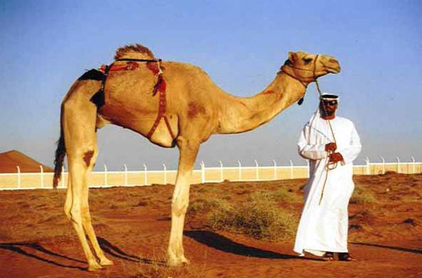 camel dream interpretation