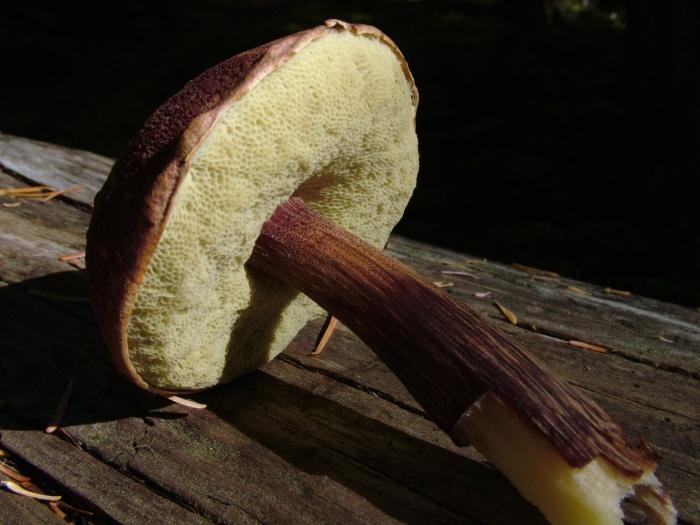 cooking mushroom moss