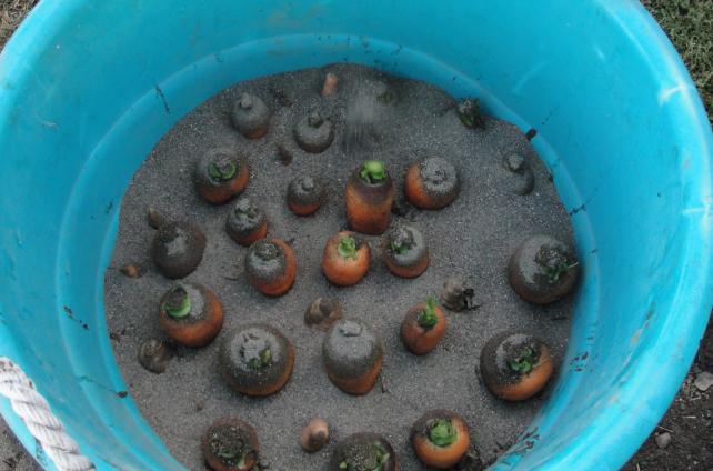 Carrot storage in the cellar in winter