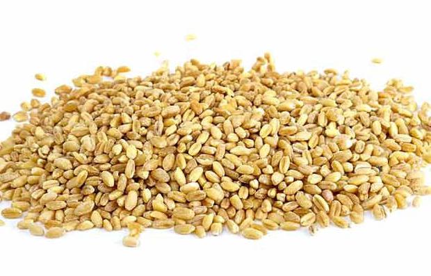 from which pearl barley 