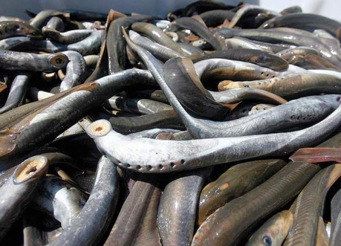 Marinated lampreys: recipe