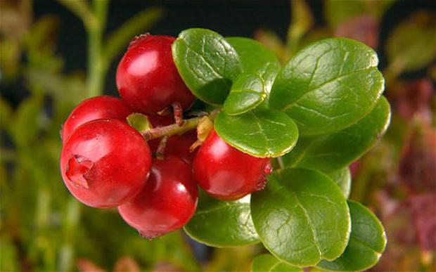 lingonberry tincture