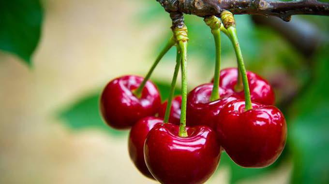 Benefit and harm of sweet cherry. The healing properties of summer berries