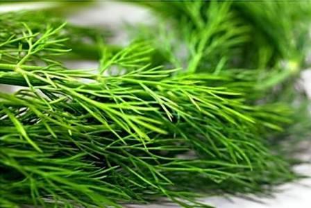 how to freeze dill for the winter