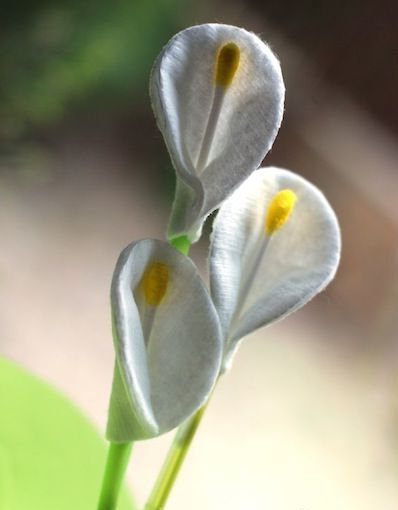 How to make a flower from cotton wool with your hands?