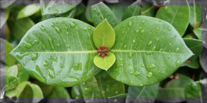 symmetry in nature and in practice