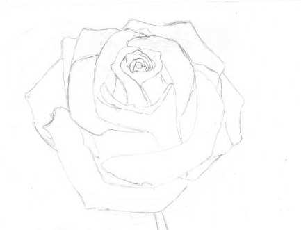 how to draw a rose in simple pencil