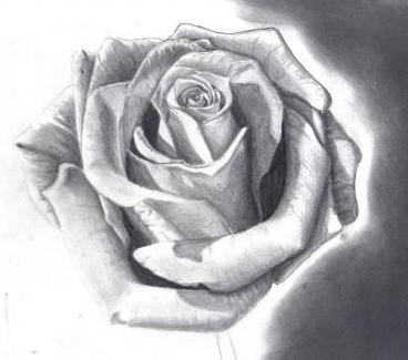 Want to learn how to draw a rose with pencils?