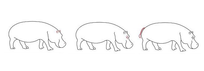 how to draw a hippopotamus in stages 