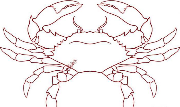 How to draw a crab - detailed instructions