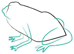 how to draw a frog in stages