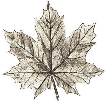 How to draw a maple leaf with a pencil? Step-by-step instruction