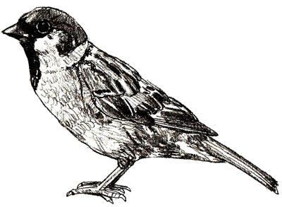 On an example we will learn how to draw a sparrow in pencil step by step