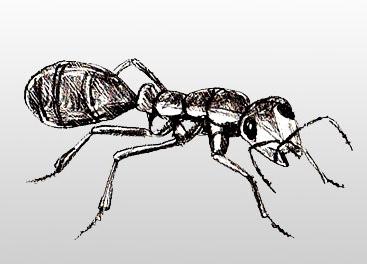 Consider how to draw an ant step by step