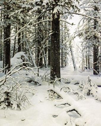 Masterpieces of Russian painters: a description of Shishkin's painting "Winter"