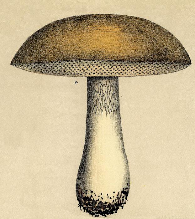 Are you interested in how to draw mushrooms?