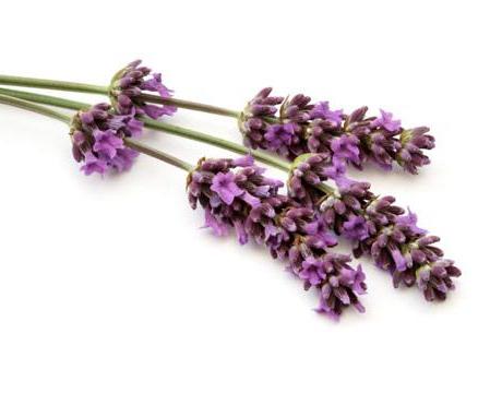 Lavender oil: its application in various spheres