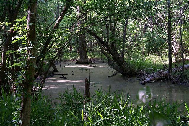 swamp drying 