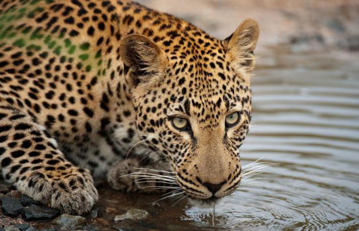 African leopard character 