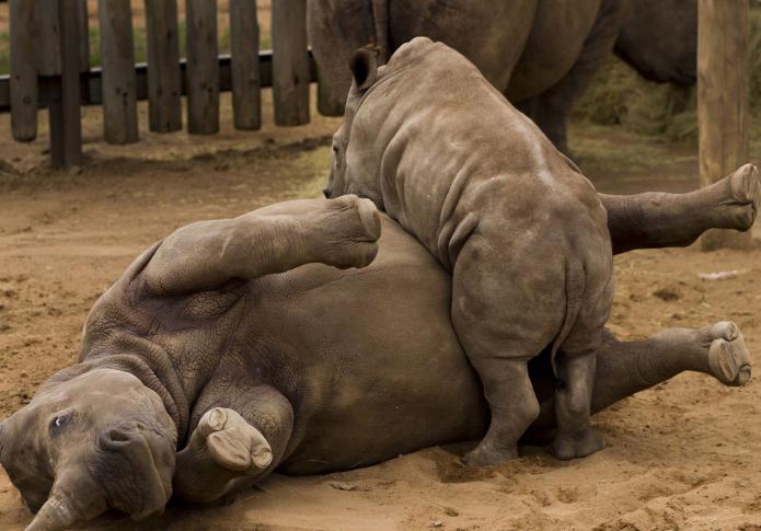 white rhinoceros in the red book