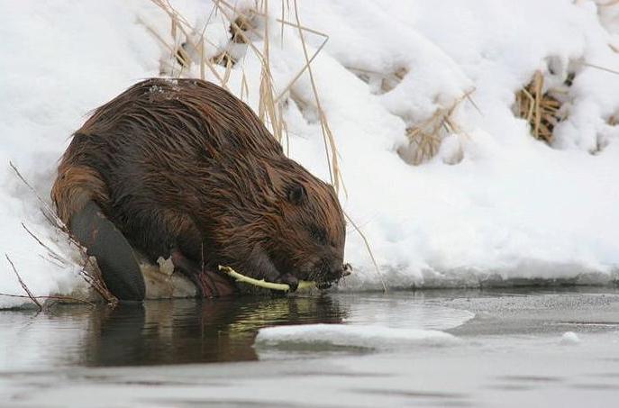 Beavers in nature. What the beaver eats