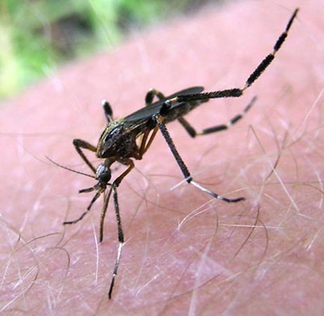 Large mosquitoes: are these insects dangerous?