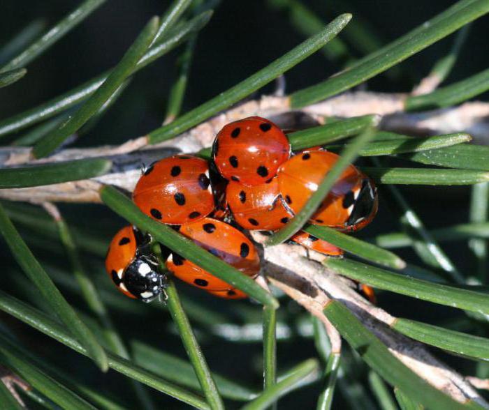 Ladybird seven-point: a description of the kind and usefulness that it brings