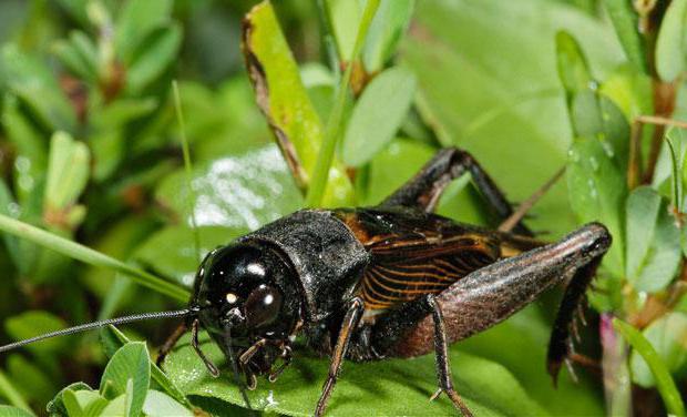 What does the cricket eat in nature and in human habitation?