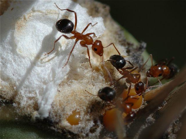 What do the ants eat in nature?