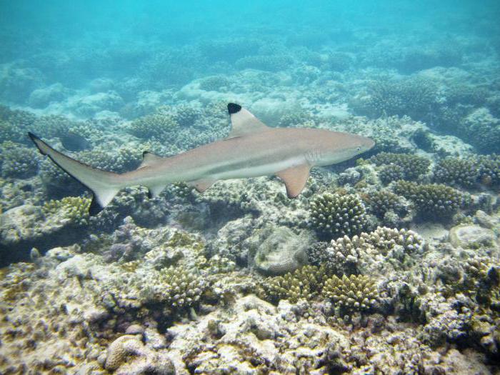 black-footed or malgashian night reef shark 