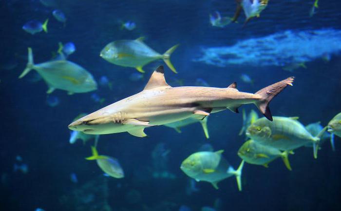 black-shark shark carcharhinus limbatus