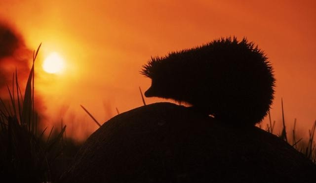 What does hedgehog eat in nature and in captivity?