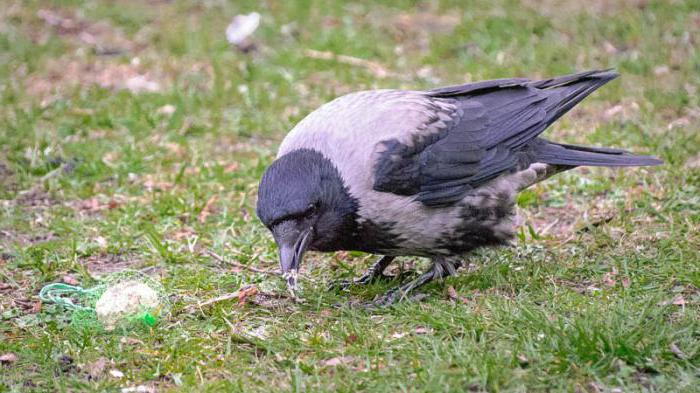 What does a crow eat in wild and domestic conditions. Crow's content as a pet