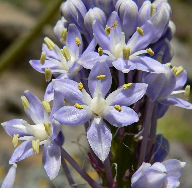 Spotted flower description