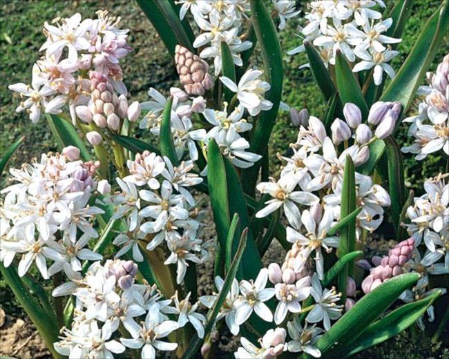 Sparse flowers white