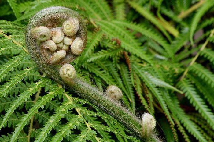 how the ferns blossom