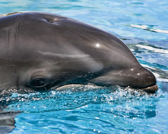 flocks of dolphins