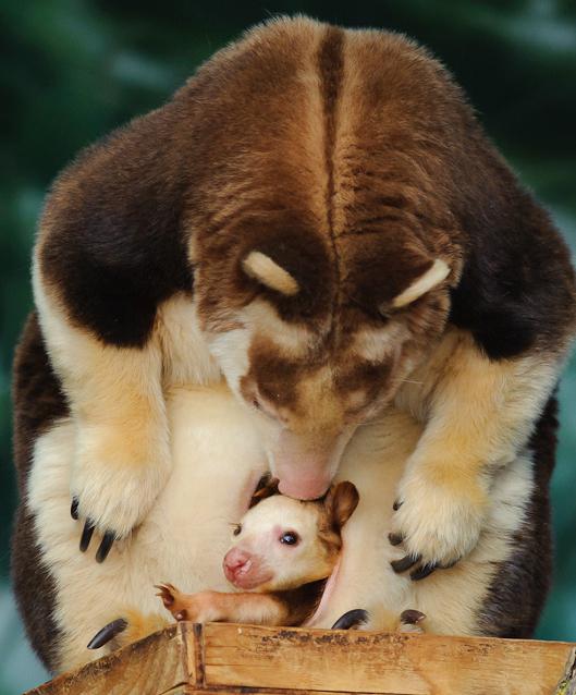 Wood kangaroo is an amazing animal