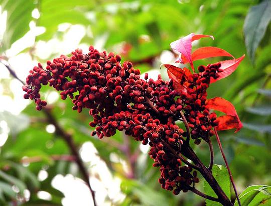 sumac vinegar tree