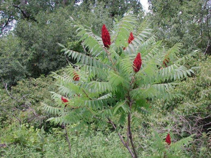 Exotic beauty of sumac. Tree-spice