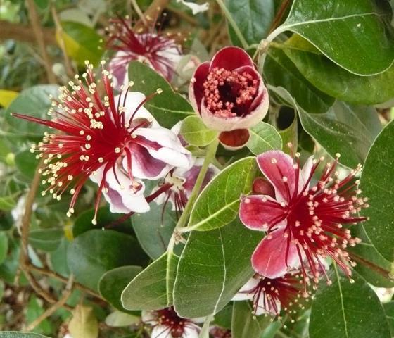 Exotic and healthy fruit of feijoa