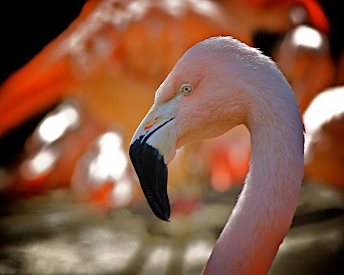 flamingo bird