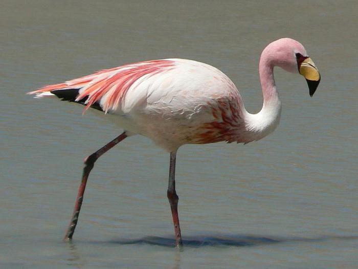 bird flamingo description for children